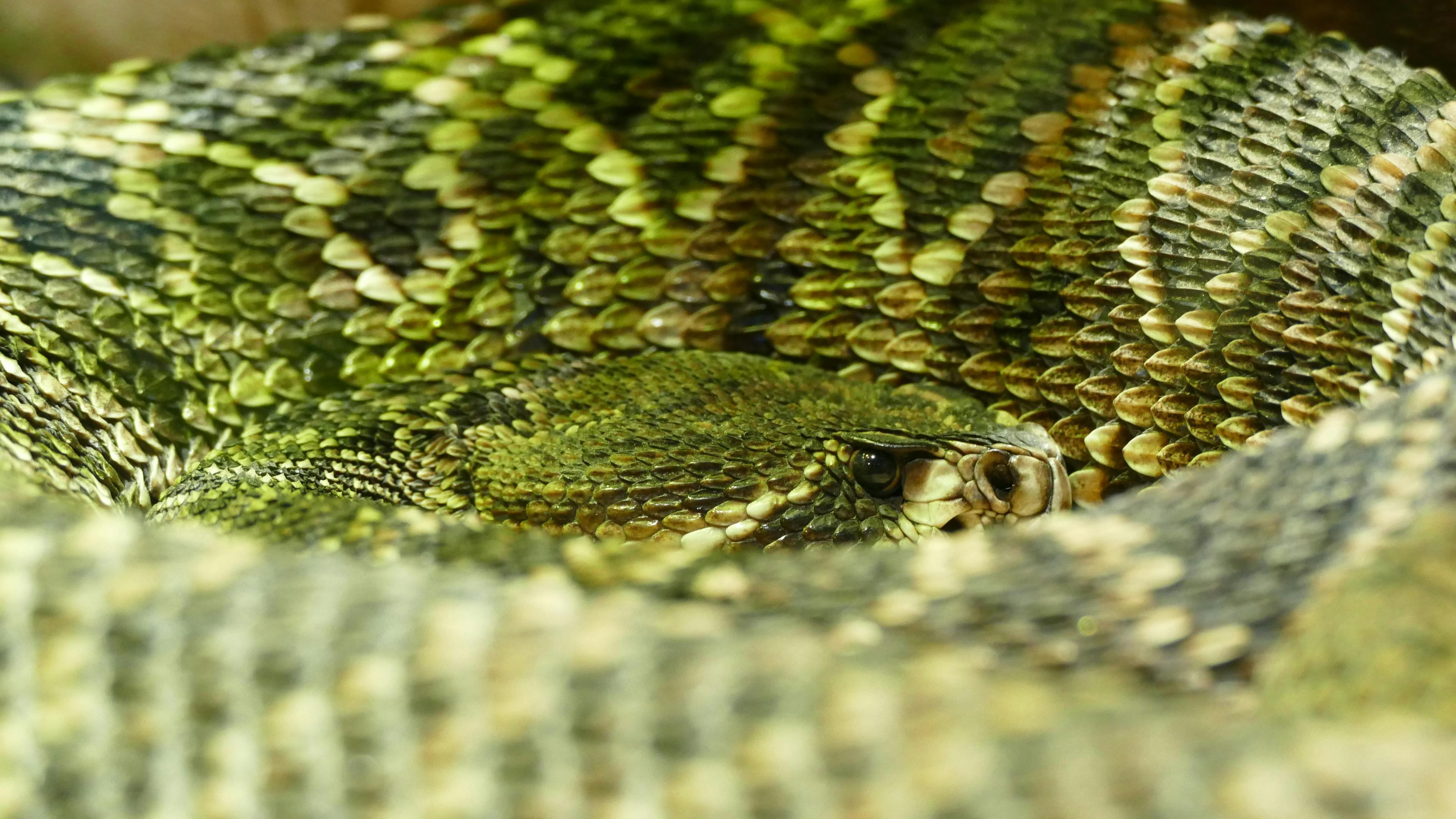 For Asthetics, a picture of a coiled up rattlesnake