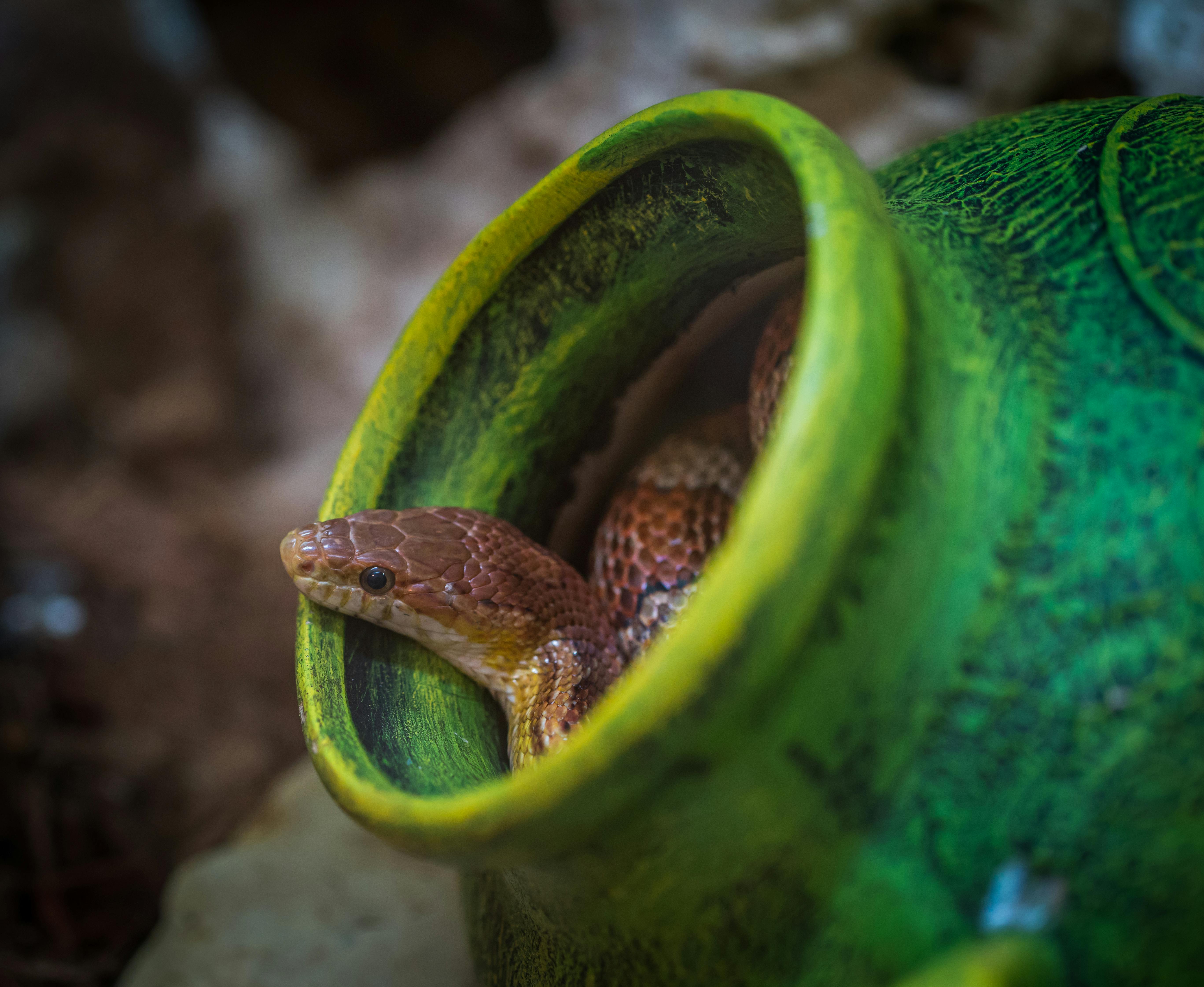 For Asthetics, orange and red corn snake is a green ceramic pot.