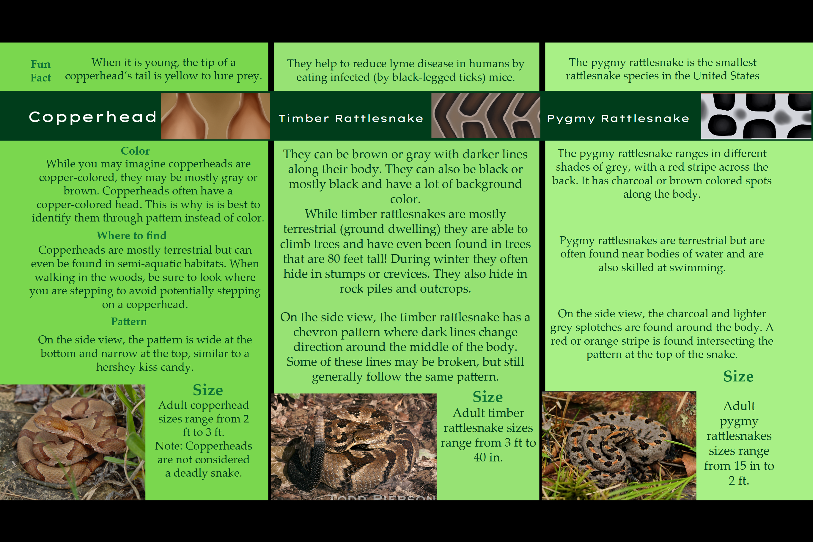 The following is the text on the outside of the brochure:
Curious? Learn More Here!
Jackson County Georgia USA
How to Avoid A Bite
When you’re hiking, wear high boots and look where you're stepping. Avoid walking in long grass and bushes where you may startle a snake. If you see a snake, walk around it while staying at least 6 ft away from it until you safely avoid the snake. Do not harm, handle, or capture a wild venomous snake; most snakes are protected by law in Georgia. You will likely not be bitten if you leave the snake alone. Remember, snakes have many benefits.
How to Identity Local Venomous Snakes and More
Includes:
What to do and not to do when bitten
How to avoid a snake bite.
How to identify copperheads
How to identify timber rattlesnakes
How to identify pygmy rattlesnakes
Facebook
bit.ly/EDavidHerpetology
Instagram
What to do if Bitten
@herpetologyhub
If you are bitten by a venomous snake, try to stay calm and do not exert yourself. Take a picture of the snake or remember it’s pattern. Transport yourself to the nearest emergency hospital. You may need to call for an ambulance to transport you faster. Also attempt to keep your bite wound below your heart. Please note that a bite from a non venomous snake only requires a washing with soap and water.
Email
futureawesomescientist@gmail.com
Visit my website:
herpetologyhub.com
QR code Below
What not to do if Bitten
If bitten by a venomous snake, do not try to suck the venom out (with your mouth or a device). Do not exert yourself. Do not tourniquet the place where your were bitten or apply any other things that would cut the blood flow (this would lead to a higher likelihood that you would need to amputate your limb). Do not take anything that will accelerate your heart rate.
Girl Scout Award Project Emily David JHS Student