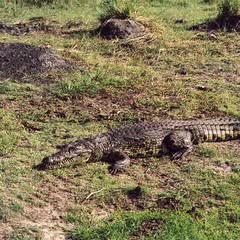 a saltwater crocodile on a field with some patches of grass