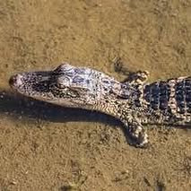 an american alligator in some clear water, the water is on top of some brown dirt