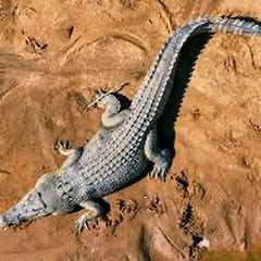 a black crocodile laying on some dried mud