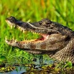 a small crocodile laying in a marsh with grass growing