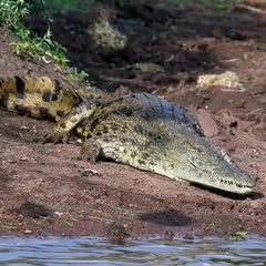 a crocodile laying on some soil beside a body of water and some small plant life