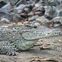 a crocodile laying on some dirt in front of a large pile of rocks