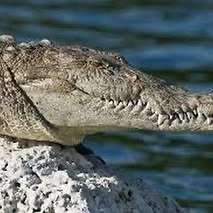 a crocodile laying on a rock over looking a greenish blue body of water