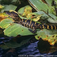 a mostly black juvenile alligator with yellow stripes sitting on some yellow and green leaves over a dark blue body of water