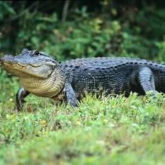 an american alligator walking across a grass field in front of some bushes