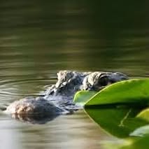 an alligator under water with only it's eyes and snout above the surface of the water