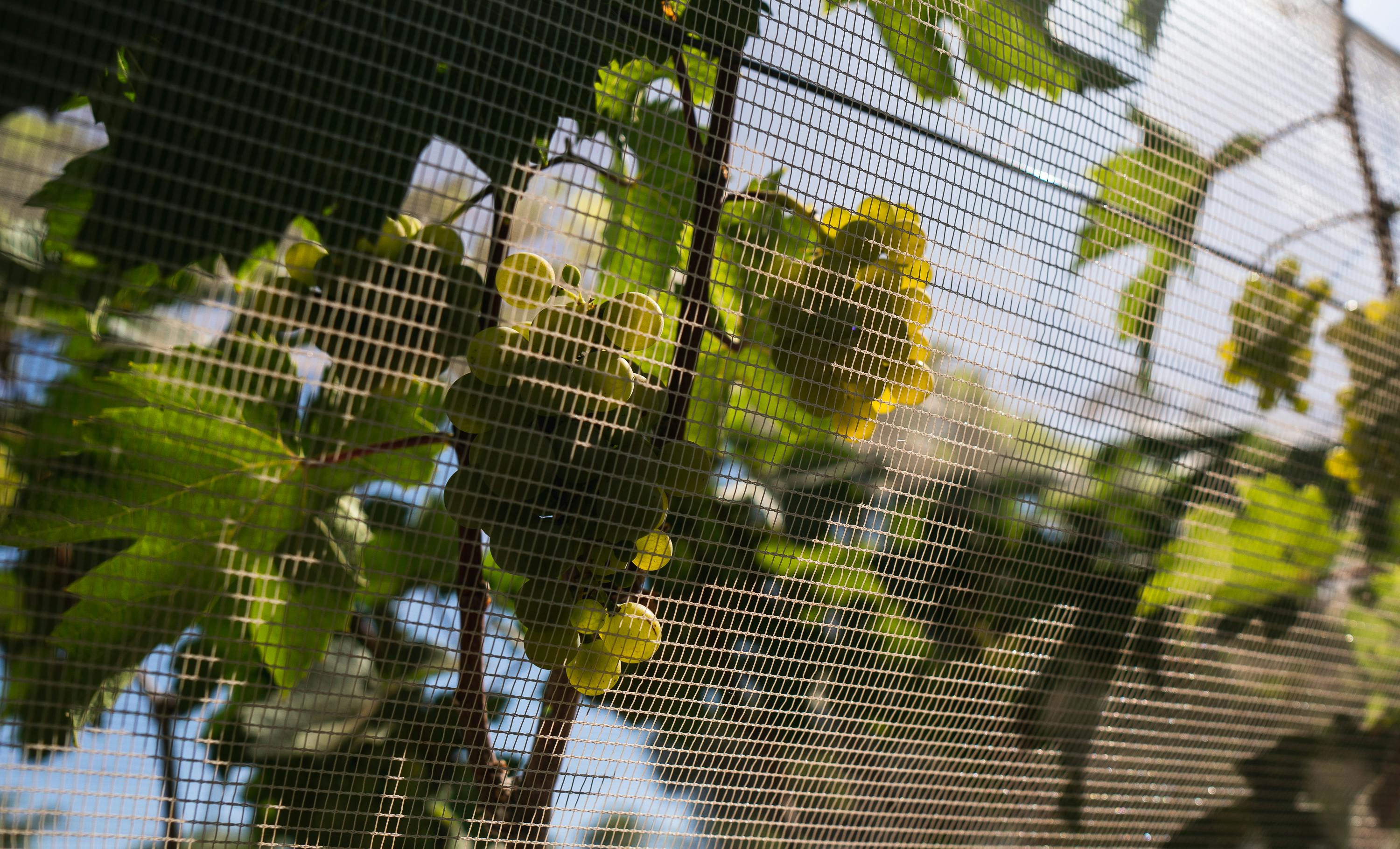For informational purposes, demonstrates the appearance of gardennets over a plant.