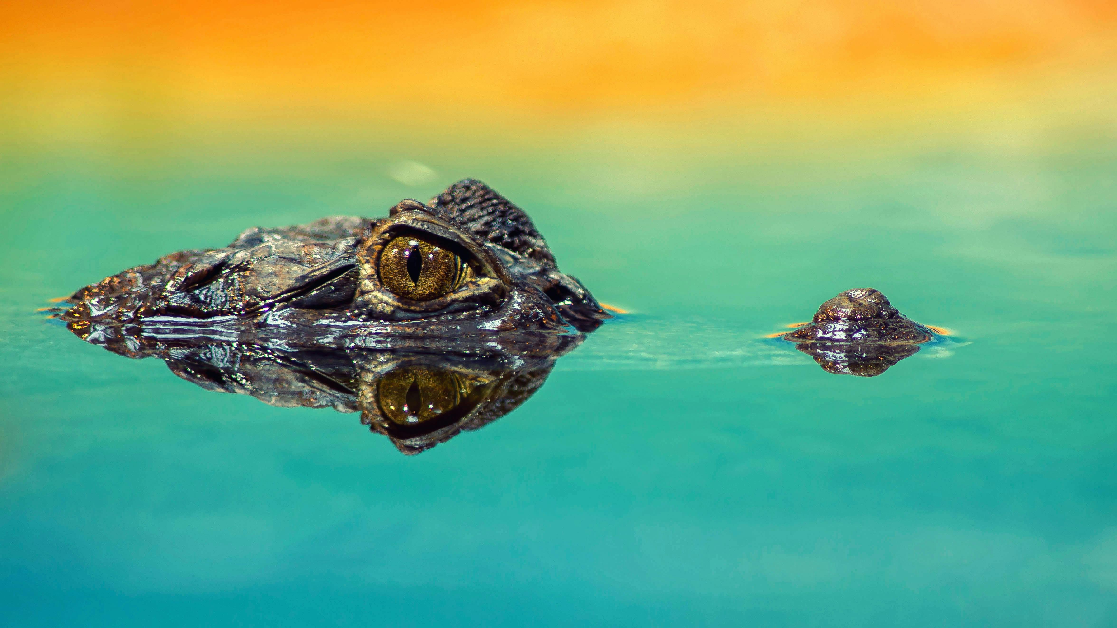For visibility and asthetics, crododalian in a body of water in sunset with only it's eyes and nose above the surface of the water
