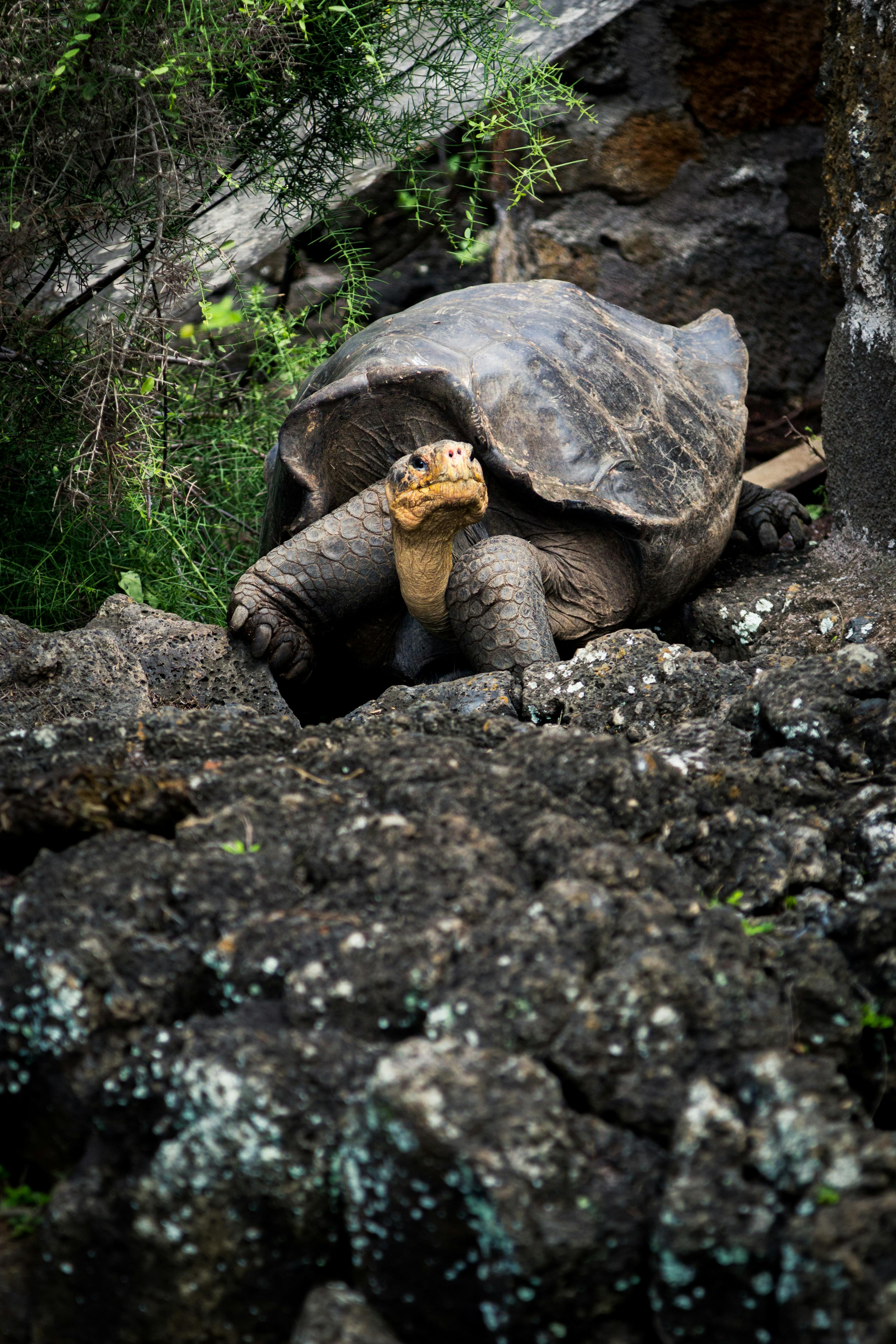 For visibility and asthetics, large tortoise in a body of dary grey and black rocks with little green foliage