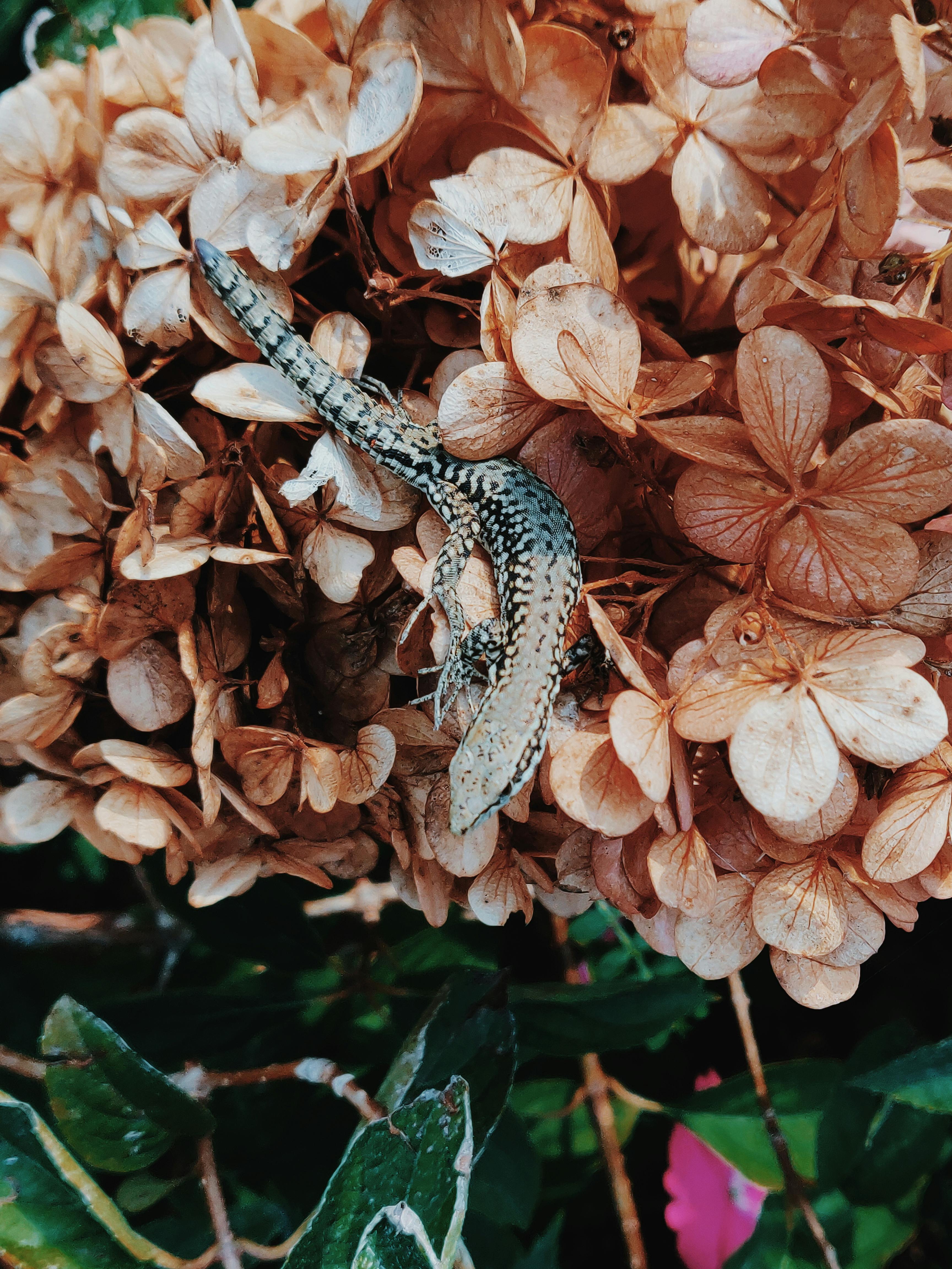 For visibility and asthetics, a small skink on light red-orange flowers on top of dark green leaves