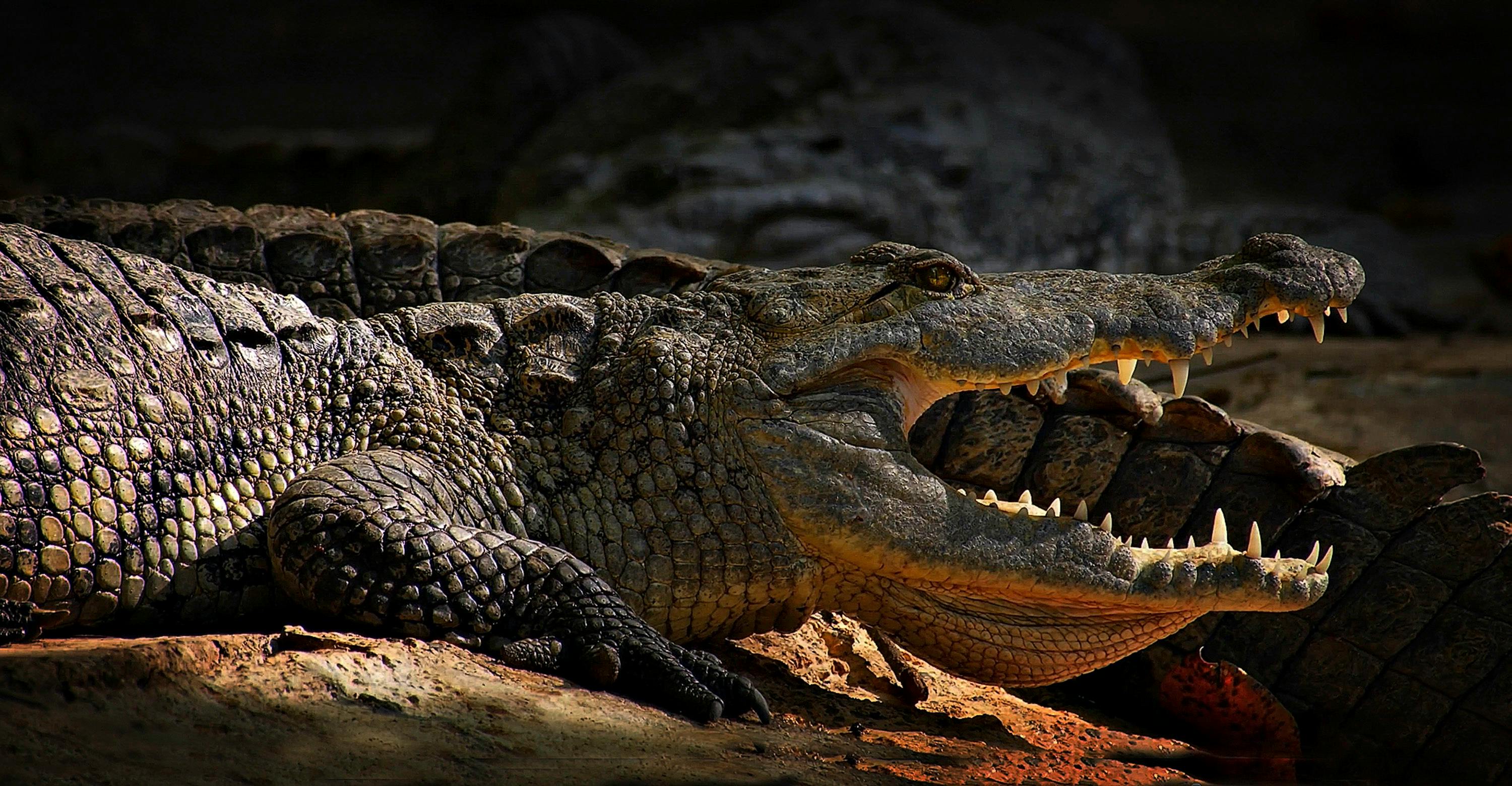 For visibility and asthetics, crocodile with it's mouth open basking on a rock over a lake