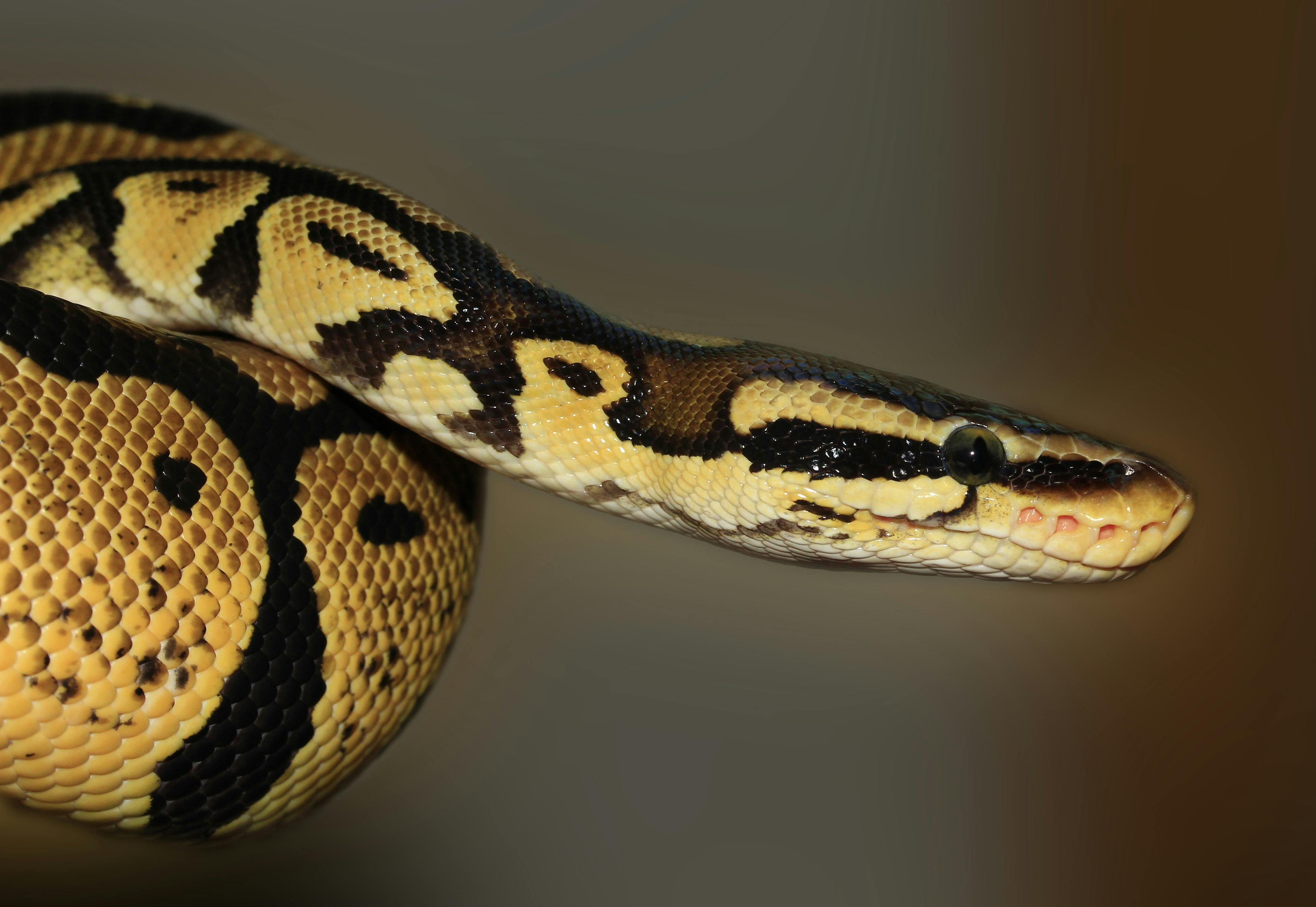 For visibility and asthetics, a commonly kept species of snake, ball python, on a blurred brown background