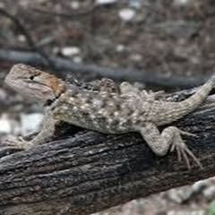 a small tan and brown lizard on a small dark brown branch