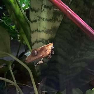 nacho, my crested gecko, sticking his head out of a snake plant and being very cute