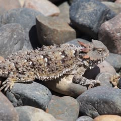 a north american horned lizard on a pile of rocks