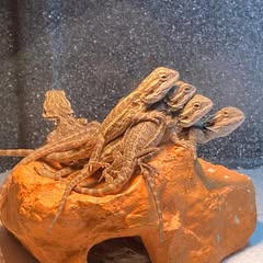 five baby beared dragons backing together on a rock like hide under a heat bulb that should be providing UVB