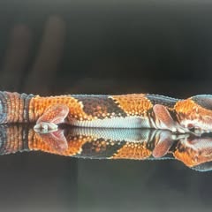 a yellow and brown striped leopard gecko on a black background