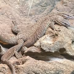 two ackie moniter lizards sitting beside eachother on a tan or brown rock