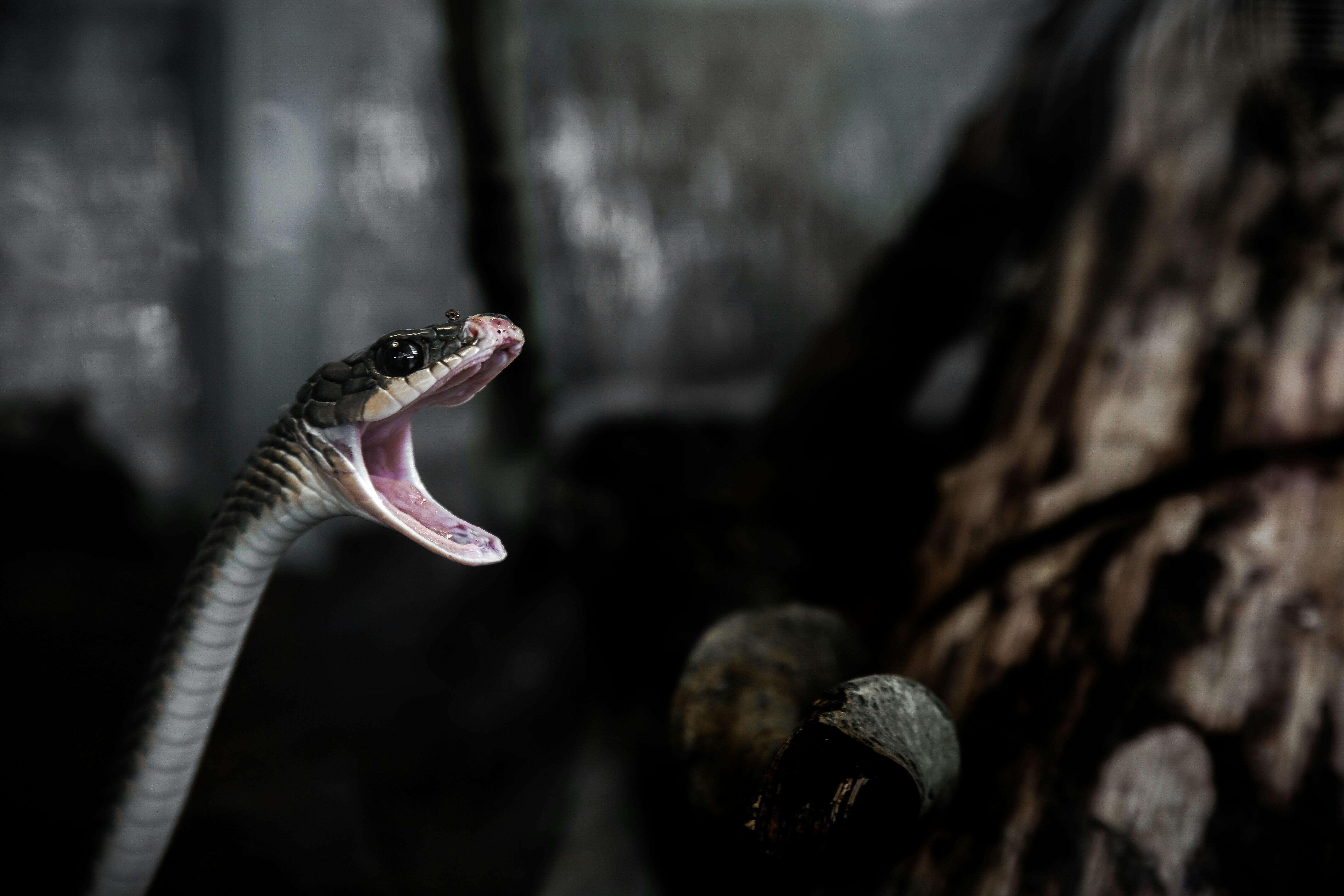 For asthetic, a picture of a black rat snake opening their mouth