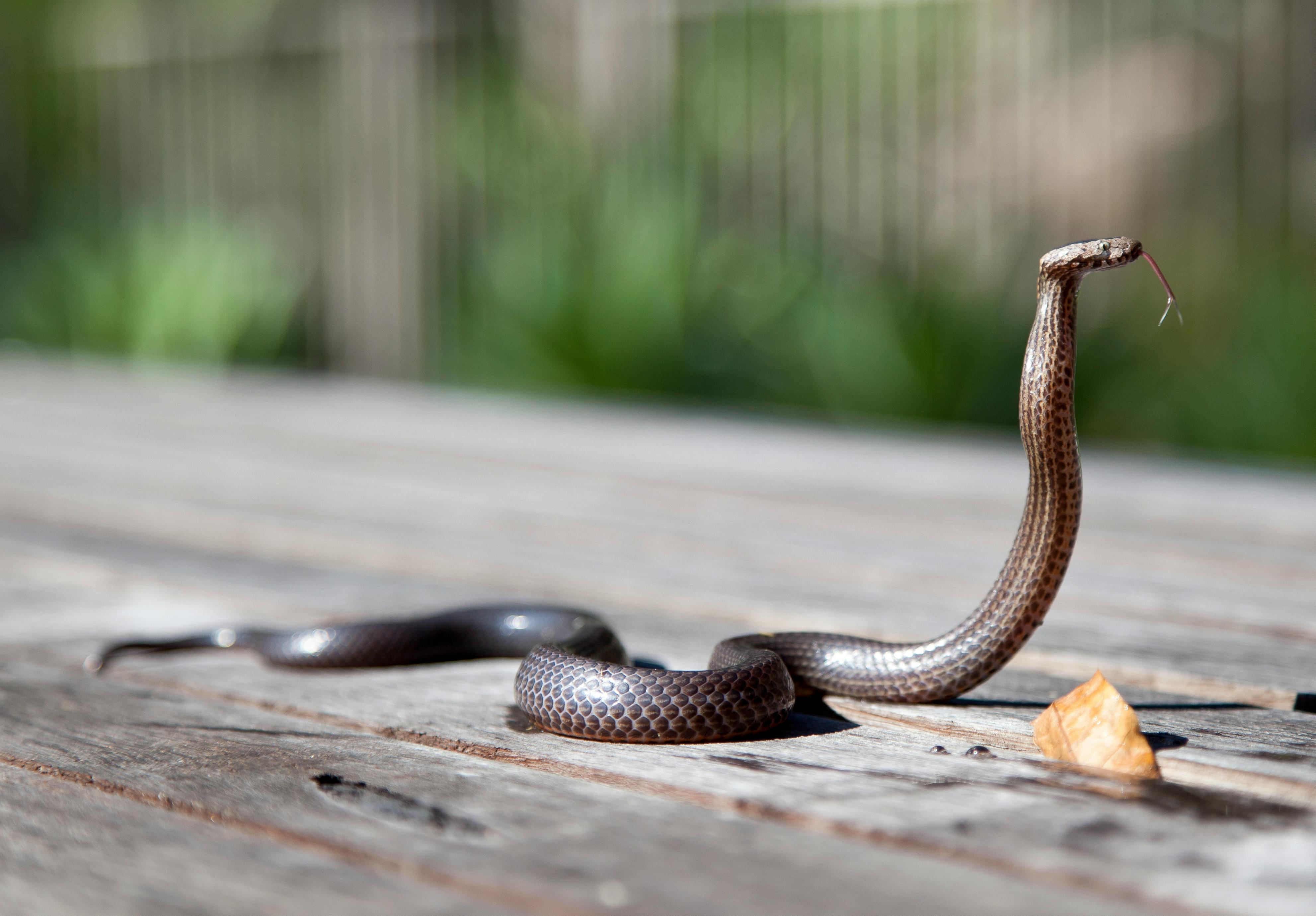 For asthetic, a picture of a brown and black snake on a wooden patio