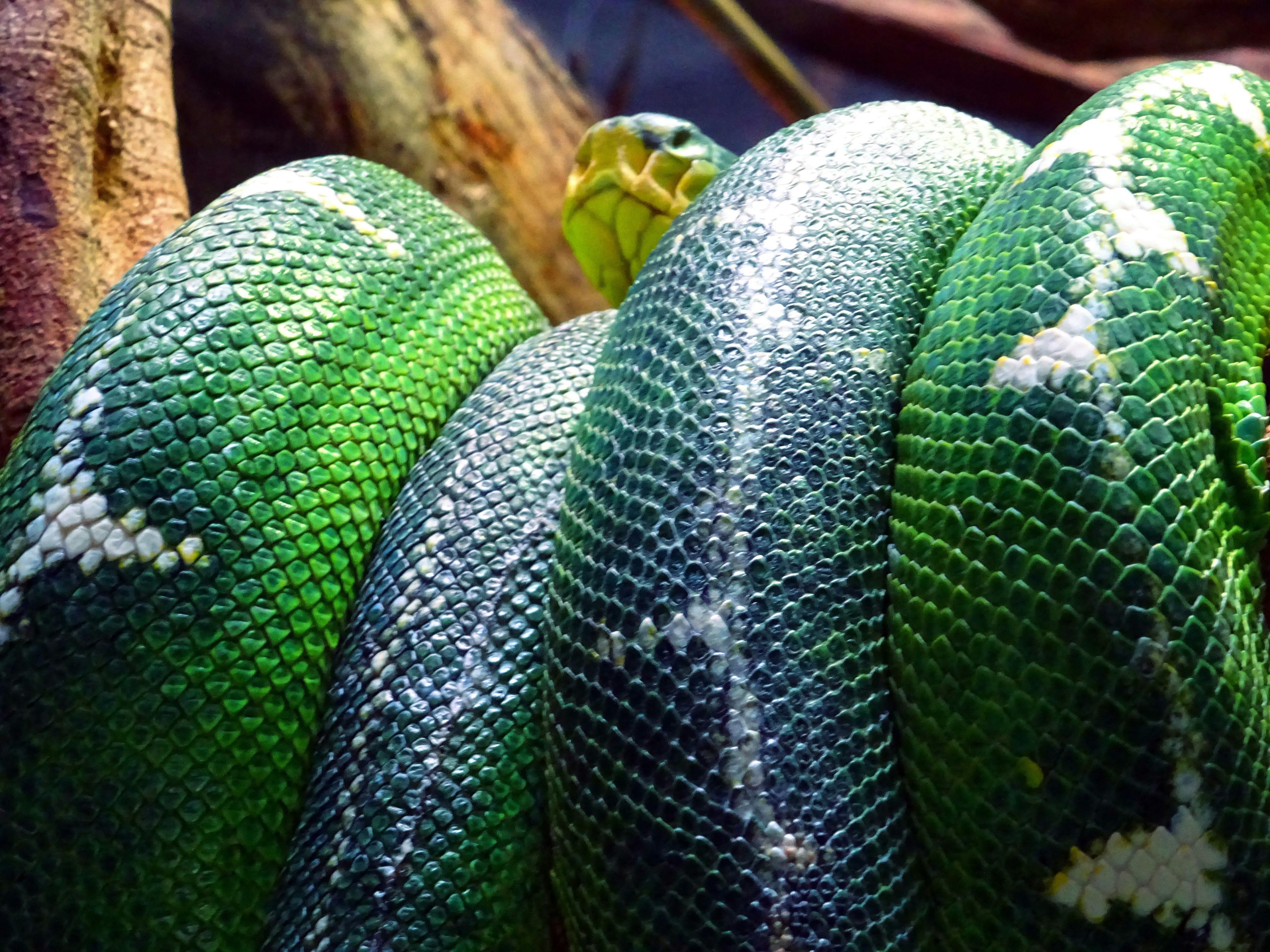 For asthetic, a coiled up green tree python on a branch