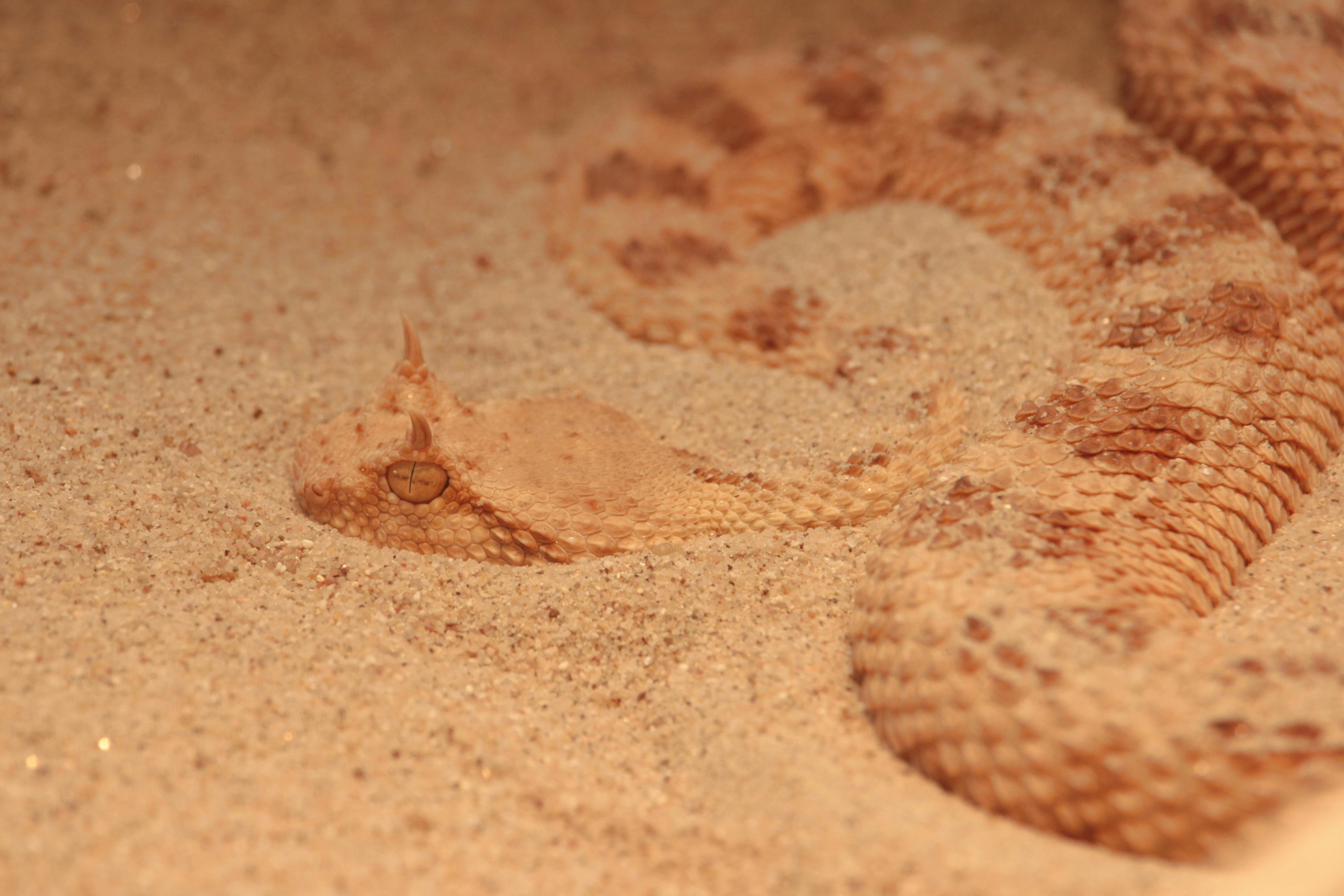 For asthetic, a rattlesnake in sand, it camoflages into the sand color