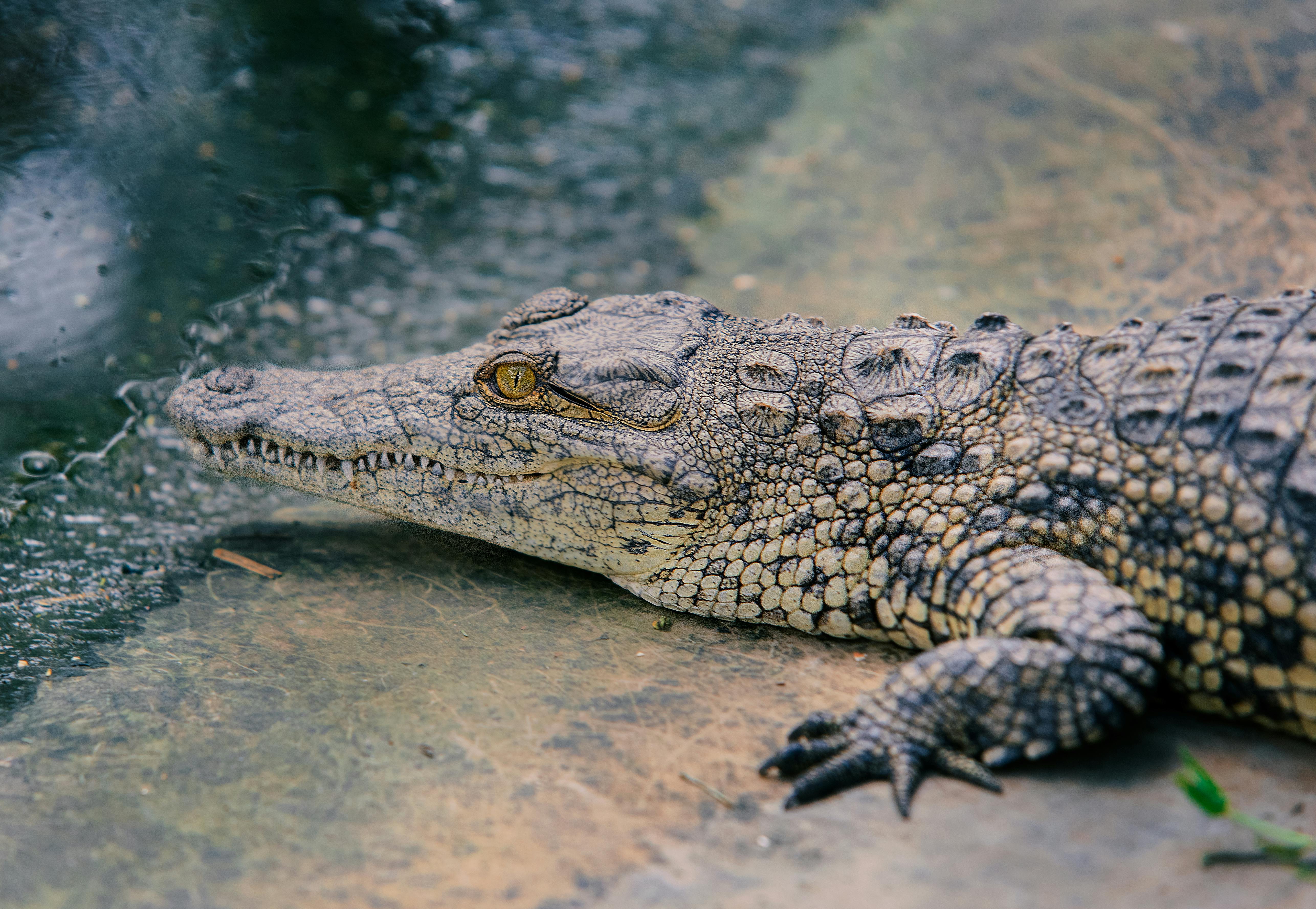 For asthetic, a picture of a brown or tan crocodile over a blue-green body of water