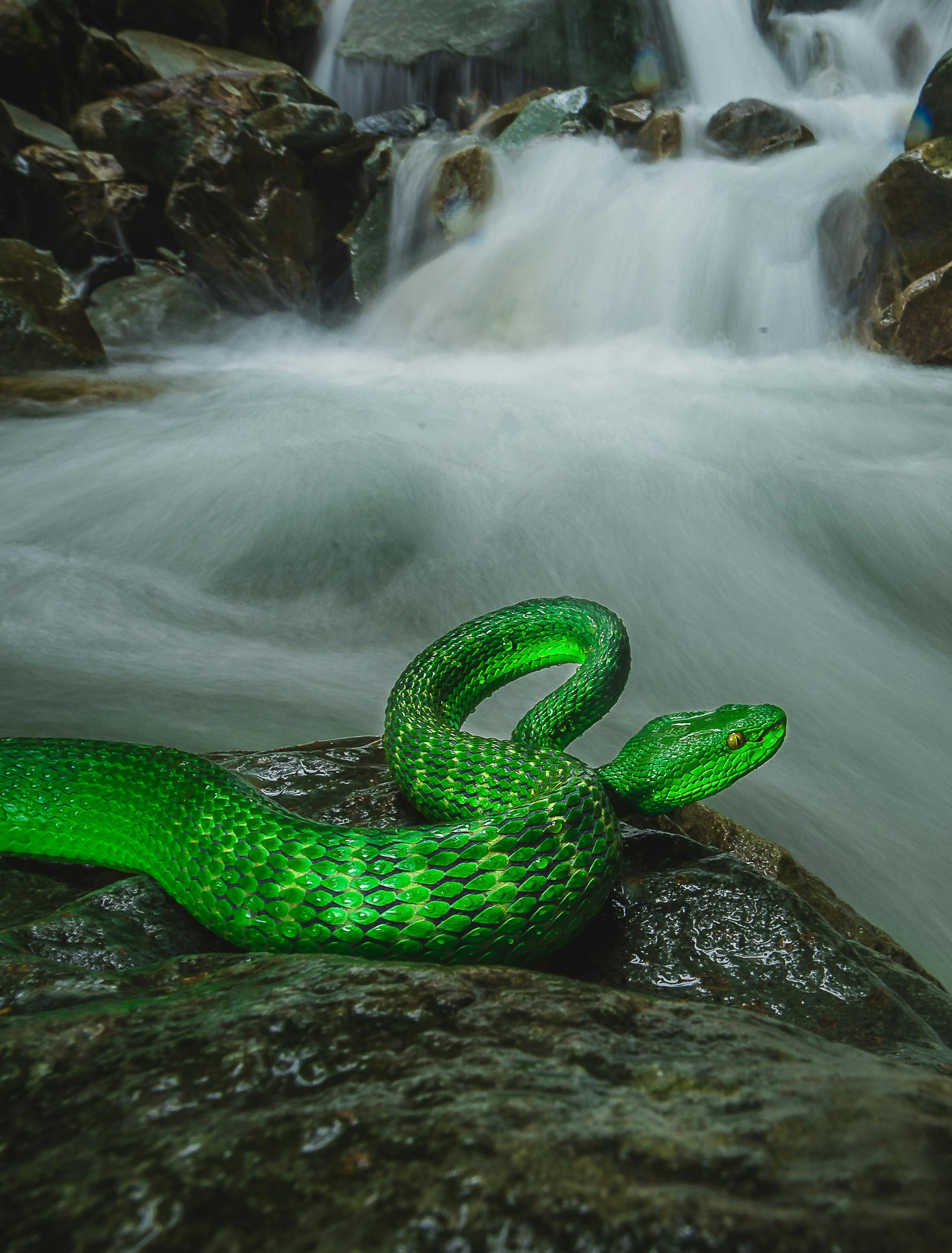 For asthetic, a venomous green viper in front of a waterfall