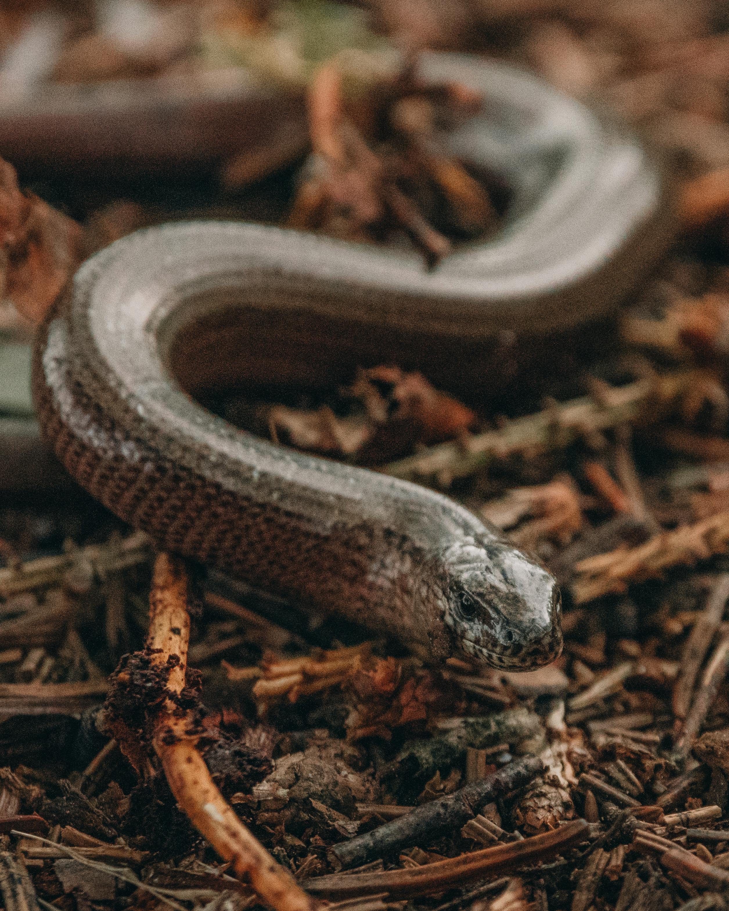 For informational purposes, picture of a squamate (legless lizard)