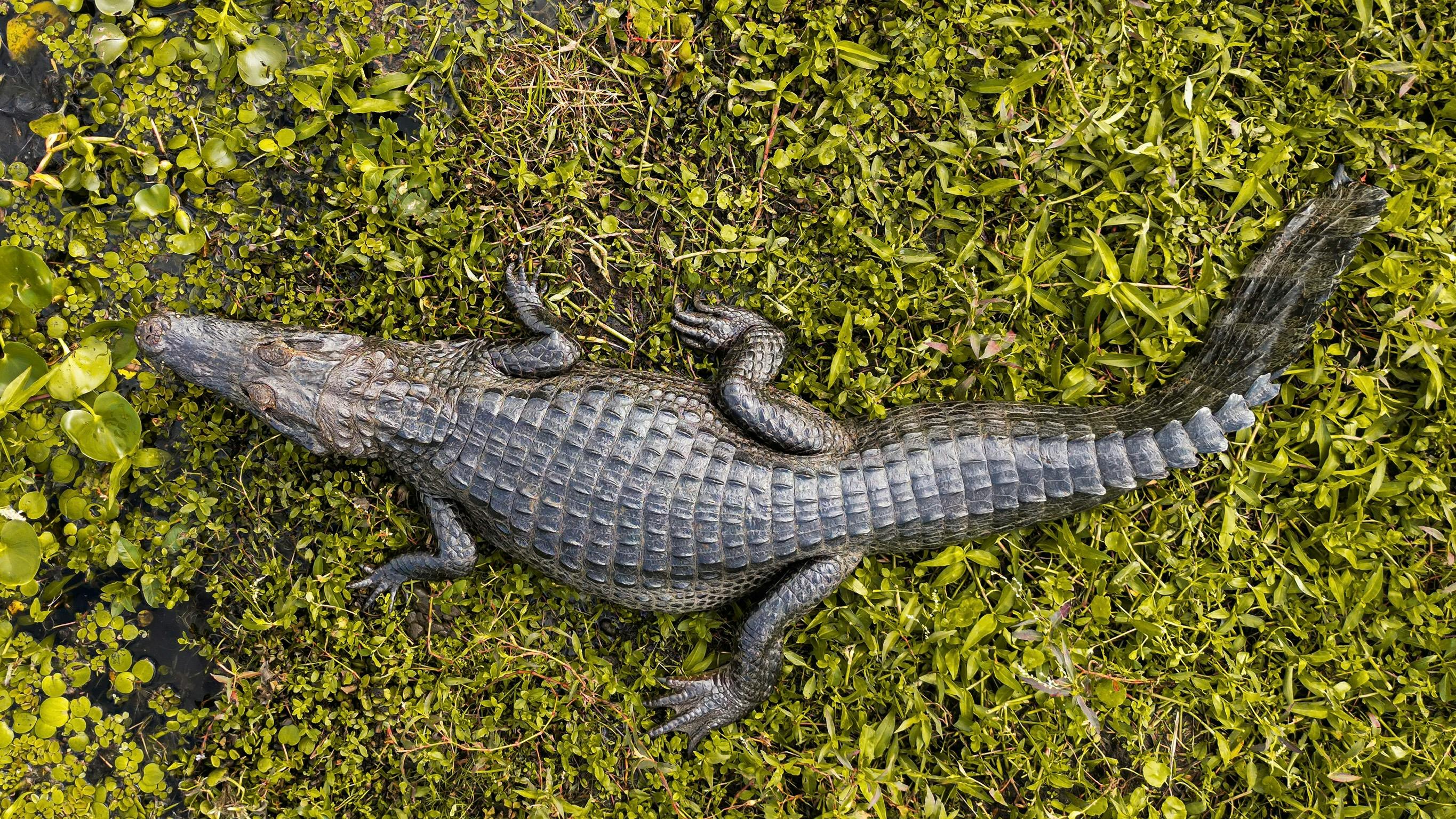 For informational purposes, picture of a crocodilian