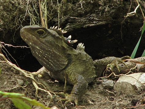 For informational purposes, picture of a tuatara